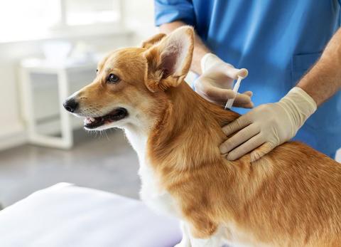 Dog getting vaccine